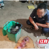 桃江公安破获一起非法狩猎案 移送起诉一人 