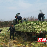 南县中鱼口镇：芥菜产业兴 铺开致富路