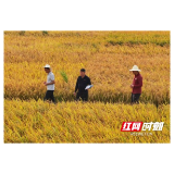 南县：15万粒第二代“太空种子”发现“变异植株”