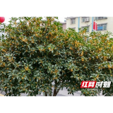 益阳大通湖区：满城尽飘桂花香