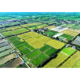 大通湖区：“天人合一” 高效优质恢复耕地
