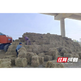 赫山区兰溪镇：秸秆打捆离田 助力绿色发展