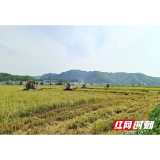 喜讯！桃江再次获评全省粮食生产先进县