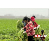 南县武圣宫镇：巧打时间差 雪里红种植带来好“钱”景