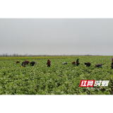 南县武圣宫镇：抢收蔬菜保供应 提前防范冻雨天