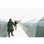 大通湖区：夫妻除雪出妙招 草莓因爱更香甜