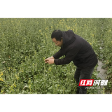 南县浪拔镇全力抓好雨雪冰冻灾后恢复农业生产工作