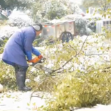 视频丨大通湖区：顶风冒雪 昼夜奋战5天清理断枝200余车