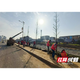 大通湖区北洲子镇：植树绿化添美景 人居环境“焕”新颜