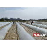 赫山区会龙山街道：良种良法来助力 春耕生产加速度