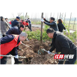 大通湖区金盆镇：“迁”出文明新风 “植”出和美家园