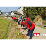 桃江县大栗港镇组织开展义务植树志愿服务活动