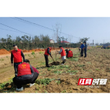 赫山区泉交河镇：春回大地万物苏 植树添绿正当时