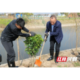 大通湖区：种下2万株“新绿” 伴靓乡村田野