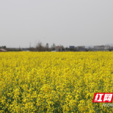 赫山：油菜花海点亮乡村经济，金色浪潮助推乡村振兴