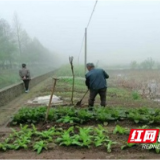 南县厂窖镇：开展渠岸植树活动 推动乡村生态振兴