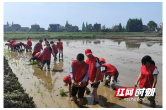 南县三仙湖镇团委组织开展“助农插秧”志愿服务活动