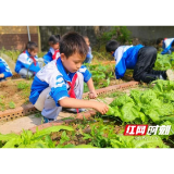 大通湖区河坝镇芸洲完小师生体验种植与烹饪活动