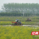 大通湖区北洲子镇：春耕好时节 稻田翻耕忙