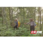 桃江县大栗港镇：古稀老人灭蝗记