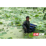 南县明山头镇：小藕尖撬动村民致富路