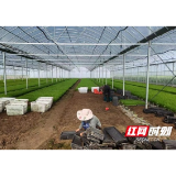 南县武圣宫镇：巧赚“二茬”钱 大棚综合利用促增收