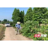 南县武圣宫镇：清理路旁杂草树枝 让校车“跑”的更安全