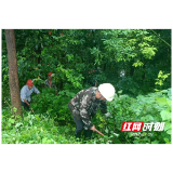 “汛”速出击  大通湖区河坝镇扎实开展清基扫障巡堤查险行动
