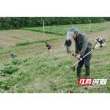 大通湖区北洲子镇：干群齐力清基扫障 筑牢防汛“安全堤”