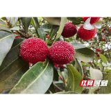 益阳有点“甜”②｜会龙山“杨”气上新 畅享夏日“梅”好时光