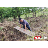 大通湖区北洲子镇：小小竹跳板化身巡堤“便桥”