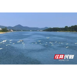 桃江：近千只白鹭齐聚羞女湖