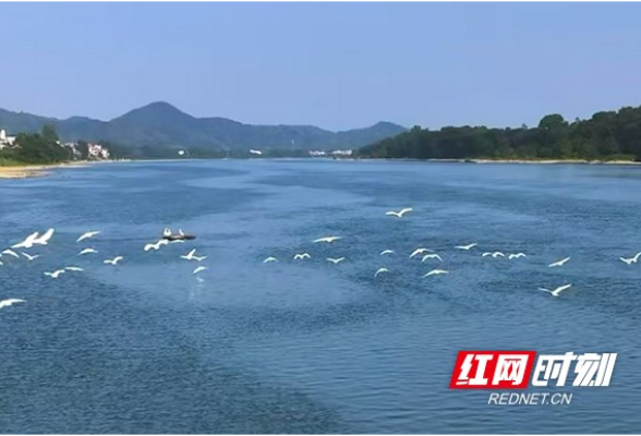 桃江：近千只白鹭齐聚羞女湖