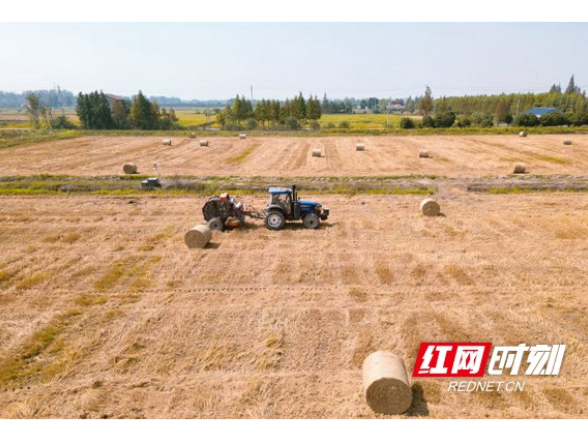 大通湖区北洲子镇：秸秆回收再利用 “生态包袱”变“绿色财富”