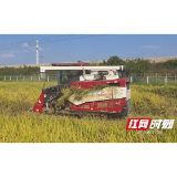 桃江县灰山港镇：秋收田里无“烟”景 秸秆综合利用“变废为宝”