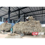 赫山区：秸秆有“出路” “禁烧”有抓手