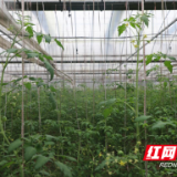 90后新农人刘军：让小番茄串起农业新图景