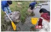 清剿福寿螺 守护生态湖 益阳职院耕读实践课开讲