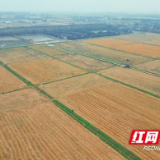 大通湖区北洲子镇:秋收好“丰”景   晚稻收割忙