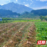 大福镇的文脉长卷