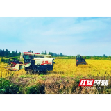 南县明山头镇:70余亩撂荒地淌出“增收活水”,多元经营绘就乡村振兴美景图