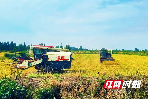 909098.marked.jpg 909098.marked.jpg