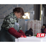 南县18万亩秋冬蔬菜喜迎丰收