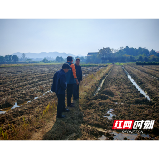 赫山区新市渡镇:专家田间送“良方” 油菜冬管有“口诀”