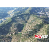 桃江:130亩脐橙喜获丰收 自主经营结出“致富果”