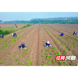 大通湖区北洲子镇:小芥菜“链”出大产业