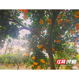 大通湖区北洲子镇：橙黄满枝头 奏响丰收曲