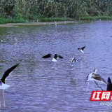 上百只“鸟中超模”现身大通湖 演绎冬天湿地灵动画卷