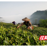 寻“味”烟溪②丨一缕红茶香，振兴韵味长