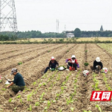 南县明山头镇:稻菜轮作促增收 秋冬芥菜种植忙